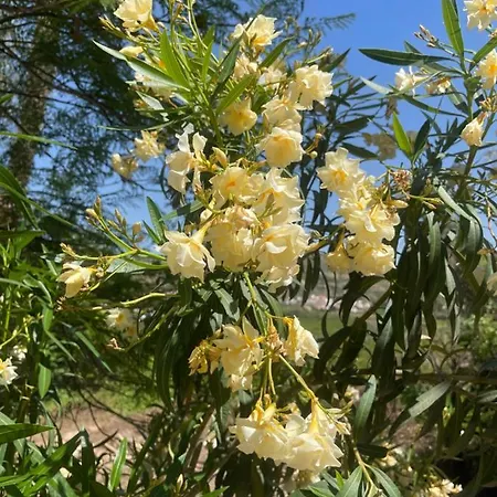 Apartamento Finca Limoneros