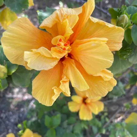 Finca Limoneros